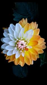 Il Faut Cultiver Notre Jardin In 2020 Nature Iphone Wallpaper Flower Wallpaper Amazing Flowers