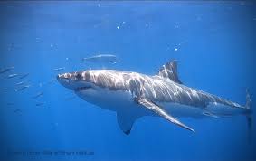 Sharks are a group of elasmobranch fish characterized by a cartilaginous skeleton, five to seven gill slits on the sides of the head, and pectoral fins that are not fused to the head. Atlantic Shark Institute Detects Great White At Point Judith A Second Off Of Block Island Abc6
