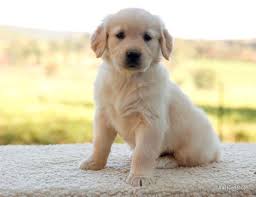 Four golden retriever puppies need good homes. Reputable Golden Retriever Breeders Off 63 Www Usushimd Com