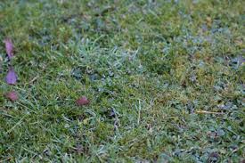Regularly mowing your lawn is essential to keeping your lawn healthy, and it can also prevent weeds from growing and getting stronger. How To Kill Moss On Your Lawn Garden World