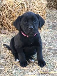 Jun 17, 2021 · labrador retriever puppies for sale near nashville, tennessee, usa, page 1 (10 per page) puppyfinder.com is your source for finding an ideal labrador retriever puppy for sale near nashville, tennessee, usa area. Black Labrador Retriever From Windy Hill Labradors In Lewisburg Tn Black Labrador Dog Black Labrador Black Labrador Retriever