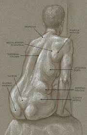 Start studying back & shoulder muscles. Muscles Of The Neck And Torso Classic Human Anatomy In Motion The Artist S Guide To The Dynamics Of Figure Drawing