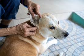 Image result for abscess dog's ear flap