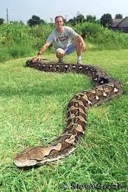 Fluffy The Longest Captive Snake In The World Dies World Biggest Snake Reticulated Python Snake