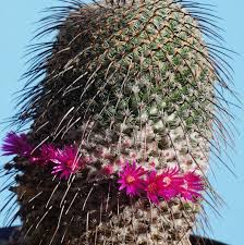 Image result for Euphorbia crebrifolia