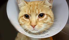Animal welfare league of alexandria: Spay Neuter Animal Welfare Association Of Nj