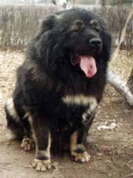 Caucasian Shepherd Dog Is It Really The Most Aggressive Dog