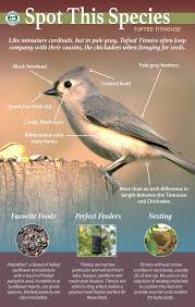 Birds With Tufted Heads Tufted Titmouse Backyard Birds Sanctuary Backyard Birds Watching Bird Facts