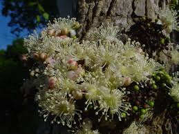 Image result for Eugenia malangensis
