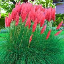 Red Pampas Grass Seeds 50 Seeds Magnificent Bright Red Plumes Of Dramatic Color Grows In All Usda Z Pampas Grass Seed Ornamental Plants Ornamental Grasses
