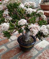 Directions On How To Grow A Jade Plant At Https Www Houseplant411 Com Houseplant Jade Plant How To Grow And Ca Plantas De Jade Suculentas Plantas Suculentas