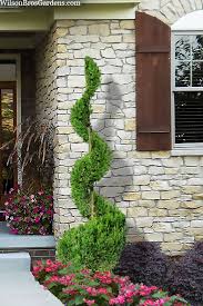 Image result for spiral cut juniper trees