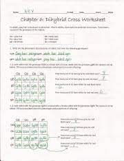Genetics worksheet answers biology 171 with cadigan at. Dihybrid Cross Ws Key Pdf Name K6 2 Perioddate Scorewzspts Chapter 6 Eli 15 Briol Cross Worksheet In Rabbits Gray Hair Is Dominant To White Hair Also Course Hero