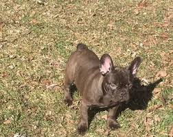 French bulldog puppies for sale and dogs for adoption in michigan, mi. French Bulldog Puppies For Sale In Michigan United States Petzdaddy