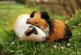 Evita ovviamente di somministrare alla tua cavia certi tipi di alimenti che sono in grado di procurargli seri. Il Porcellino D India Un Piccolo Animale Sociale Rda Magazine Online