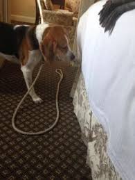 In fact, some estimates claim that as many as 80% of house fires of unknown origin are caused by rodents chewing through wiring in walls or in electrical equipment. 17 Pest Control In Boston Ideas Pest Control Services Pest Control Exterminator