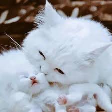 I Showered And I Used The New Conditioner And Shampoo And It Has Aloe Vera And Coconut Milk In Now My Hair Smel Cute Kittens Kediler Ve Yavrulari Guzel Kediler