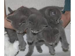 They love being close to their companions and particularly enjoy cuddling up to the ones they love. Charming Male And Female Russian Blue Kittens For Sale Dubai Classifieds
