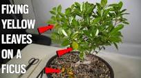 Rescuing Our Sick Ficus Bonsai With Yellow Leaves
