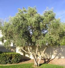 Check spelling or type a new query. Fruitless Olive Horticulture Unlimited