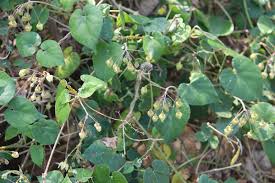 Image result for Pergularia