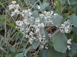 Image result for Buddleja dysophylla