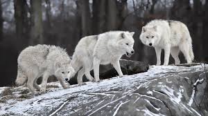 We did not find results for: Nature Animals White Wolf Wolves Wallpaper 31740