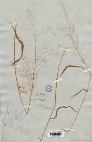 Image result for Wajira grahamiana