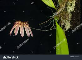 Image result for Bulbophyllum longiflorum