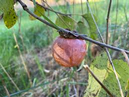 Image result for Diospyros