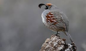Image result for quail