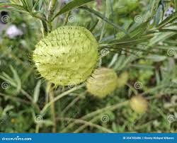 Image result for Gomphocarpus fruticosus