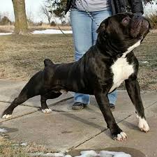 Pin By Internet Traffic Payment On Bulldog Bulldog Breeds Bully Breeds Dogs Bully Dog