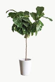 Green Plant For Decoration On White Premium Image By Rawpixel Com Felix Plants Green Plants House Plants Decor