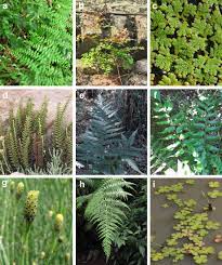 Weedy Ferns Polypodiopsida In Argentina Diversity Distribution And Impact On Human Activities And Ecosystems