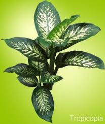 Dieffenbachia Plant Houseplant Care Tips Houseplant411 Com Houseplant 411 How To Identify And Care For Houseplants Dumb Cane Plant Plants Plant Leaves