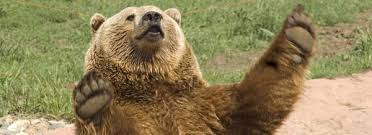The herd has at times been as large as 2500 animals. Animals Bear Country Usa