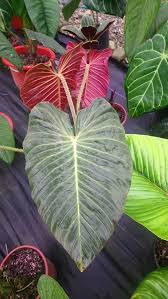 Philodendron Sp Rusted Variegated Plants Plants Rare Plants
