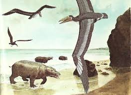 The largest extant species of bird measured by mass is the common ostrich (struthio camelus), a member of the struthioniformes family from the plains of africa and arabia. Pelagornis Sandersi History S Largest Flying Bird With An Estimated Wingspan Between 20 And 24 Feet The Largest Flying Bird Today The Wandering Albatross Has A Wingspan Of Only 11 Feet Naturewasmetal