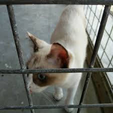 Permohonan jawatan terkini jabatan perkhidmatan veterinar. Pejabat Perkhidmatan Veterinar Negeri Perak Daerah Kerian Veterinarian In Parit Buntar