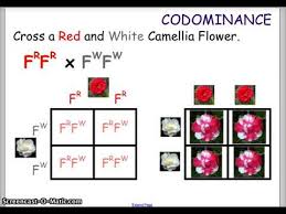 Genetic diagrams show how characteristics are inherited. Codominance Incomplete Dominance Youtube
