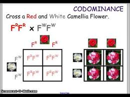In codominance, the offspring receives both. Codominance Incomplete Dominance Youtube