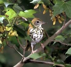 The Woodthrush And Its Song Duncraft Dry Erase Paint Painting Beautiful Birds