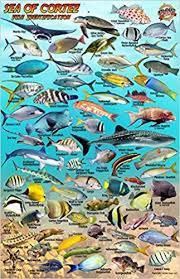 bluewater books charts baja and sea of cortez fish card