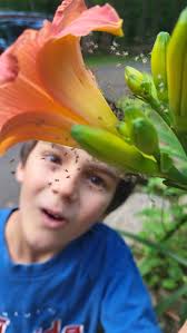American nursery web spider found in Windsor, Colorado