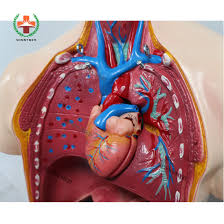 Maybe you would like to learn more about one of these? China Sy N018 Human Body Anatomy Sexless Torso Model Male And Female Pvc Human Body China Anatomy Teaching Model
