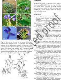 Image result for Monochoria