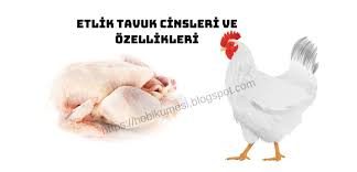 etlik tavuk cinsleri ve ozellikleri tavuk tavuk irklari