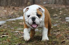 French bulldog puppies for sale in columbus, oh offer from top breeders and sellers. Cheap English Bulldogs For Sale In America