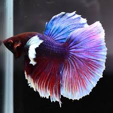 Live Betta Fish Dumbo Tri Color Lavender Red Blue Dc15 Male Kampffisch Fische
